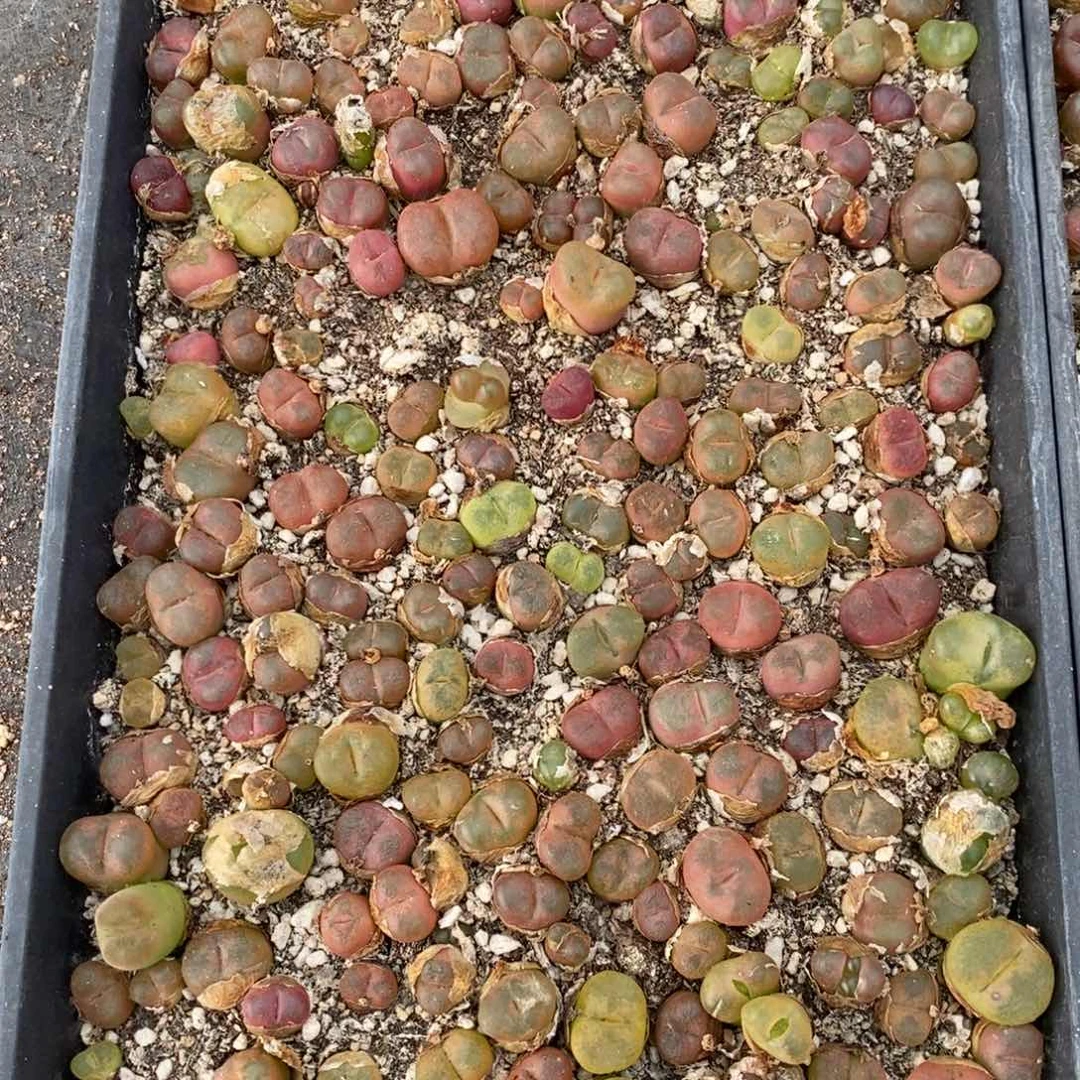 1728福利毛汉尼一筐无售后