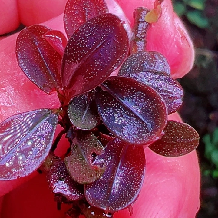 福利29号福利价植物一头