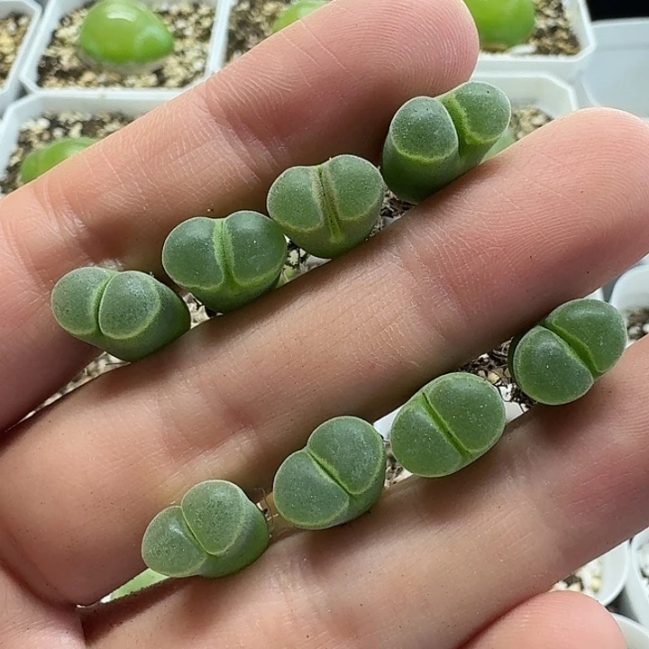 老马生石花pub极窗风铃2118