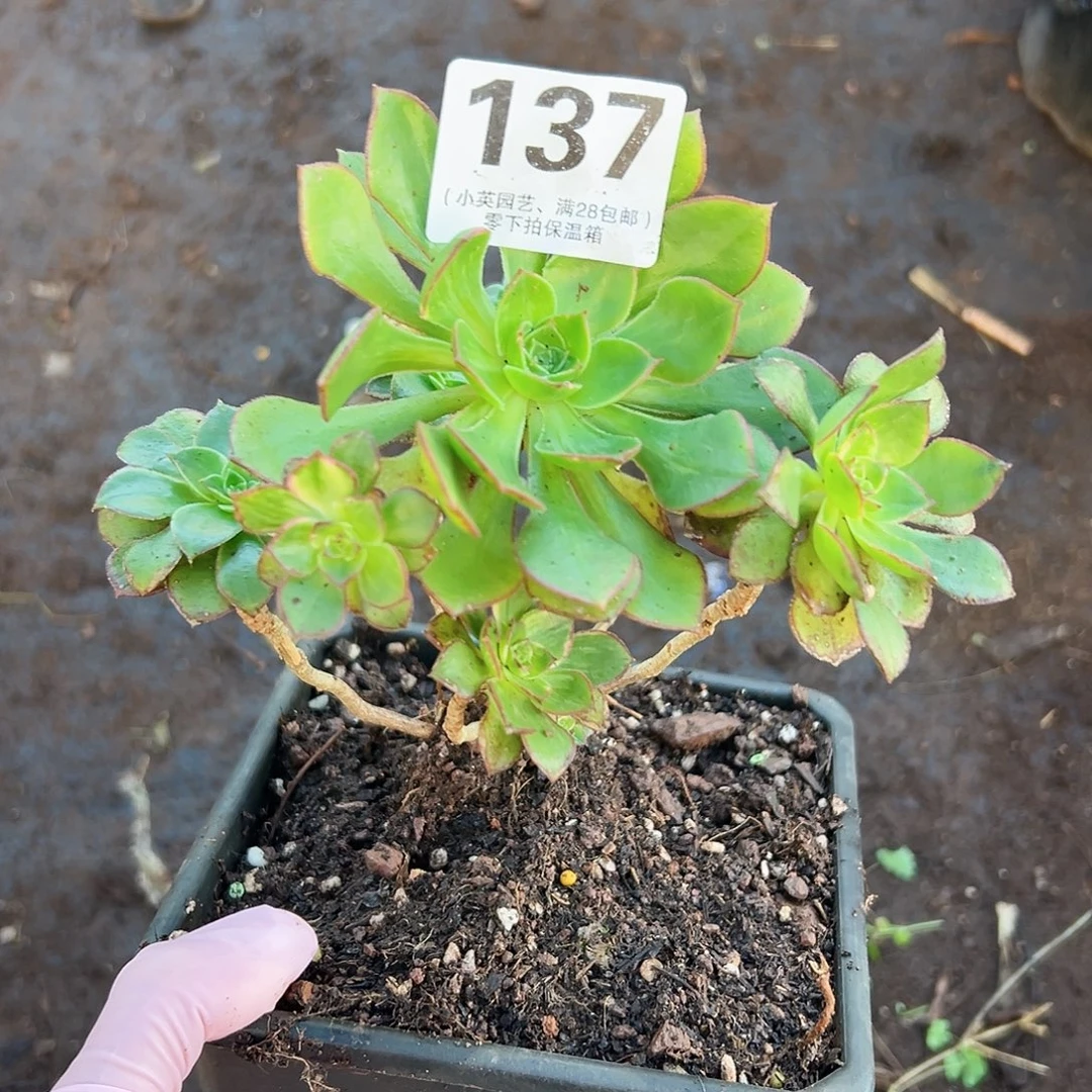 多肉植物多肉植物137