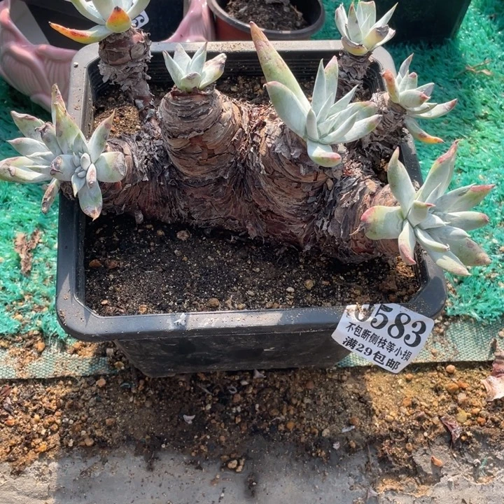 583号苹果叶雪山多肉