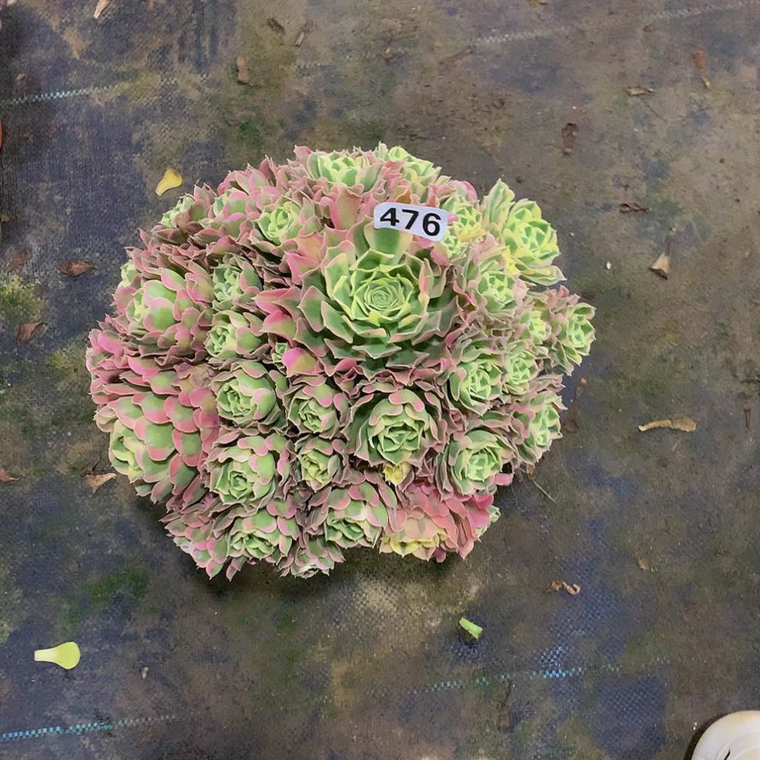 葛****砂476花白凤888888888