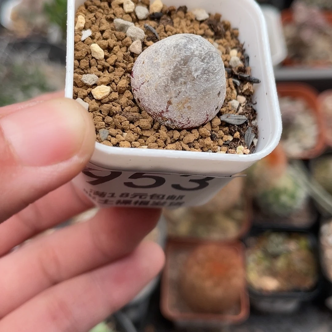 953灯泡（满18元包邮）