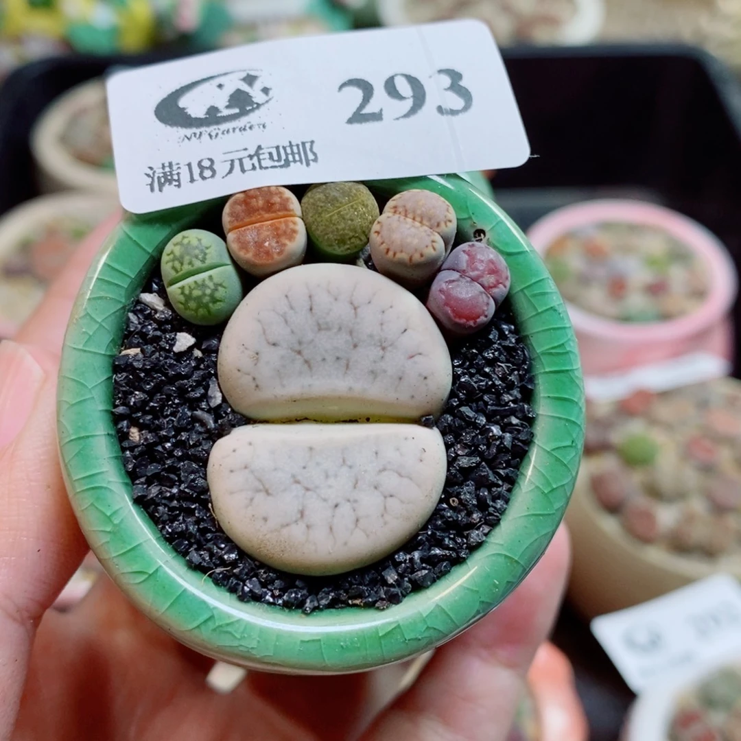 生石花花花花开了293