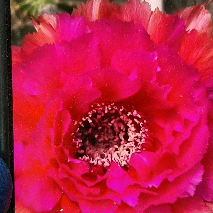 夏香侧芽歪6公分以上满18包邮