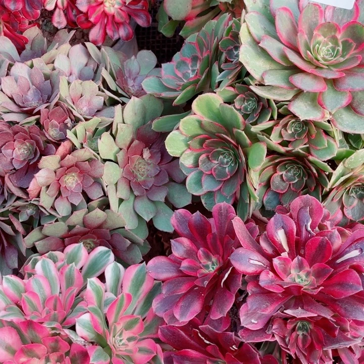 多肉植物组合133