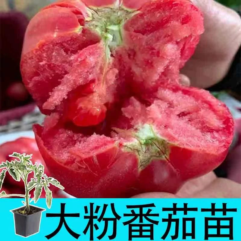 正宗大毛粉802番茄秧苗带土大果粉冠大红硬果西红柿种子盆栽四季