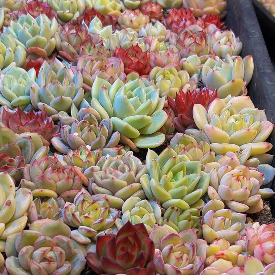 073多肉葡萄领导人物简介