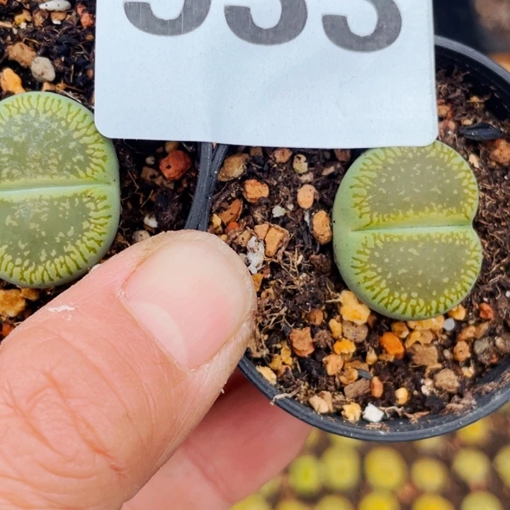 533绿光阳母本两颗ll