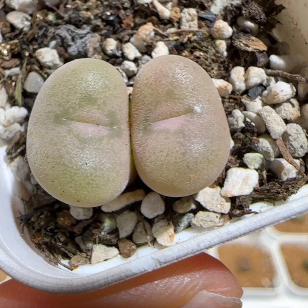 肉锥多肉植物组合-孔卡佛1118