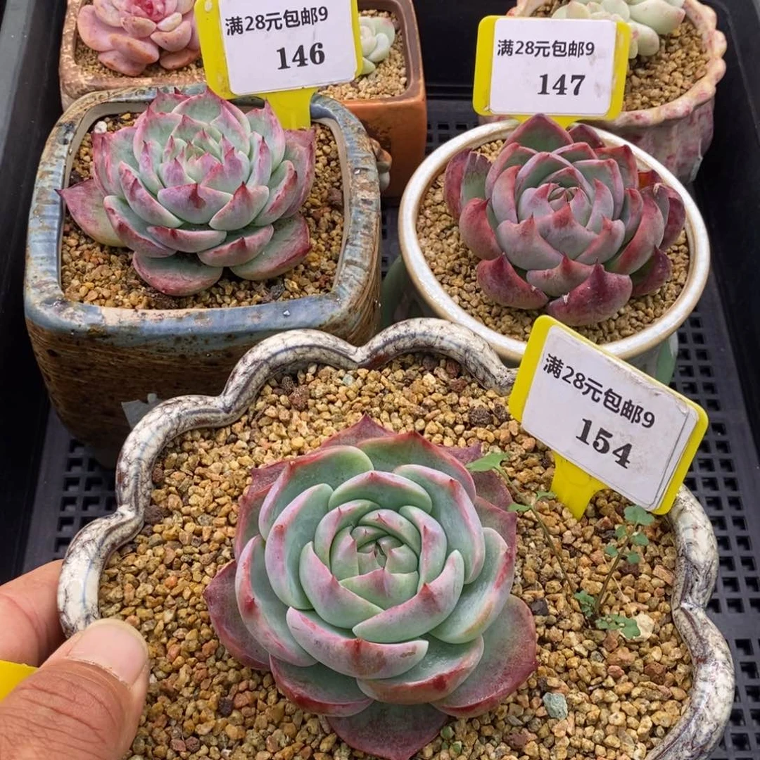 钮****?9146.147.154惊鸿多肉