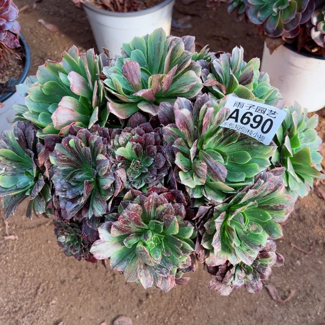 690墨兰迪尺寸25左右