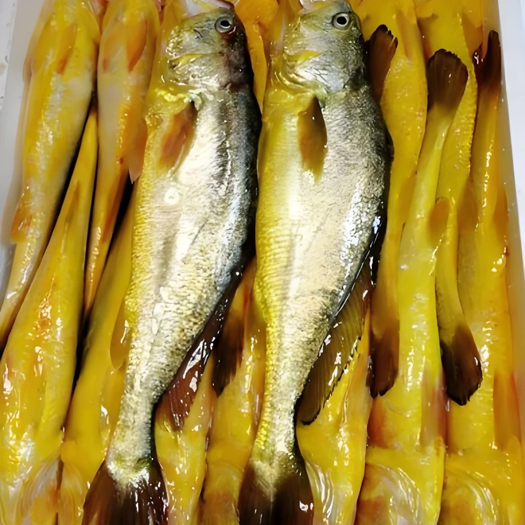 【冰鲜】大黄花鱼25一条（1斤左右）