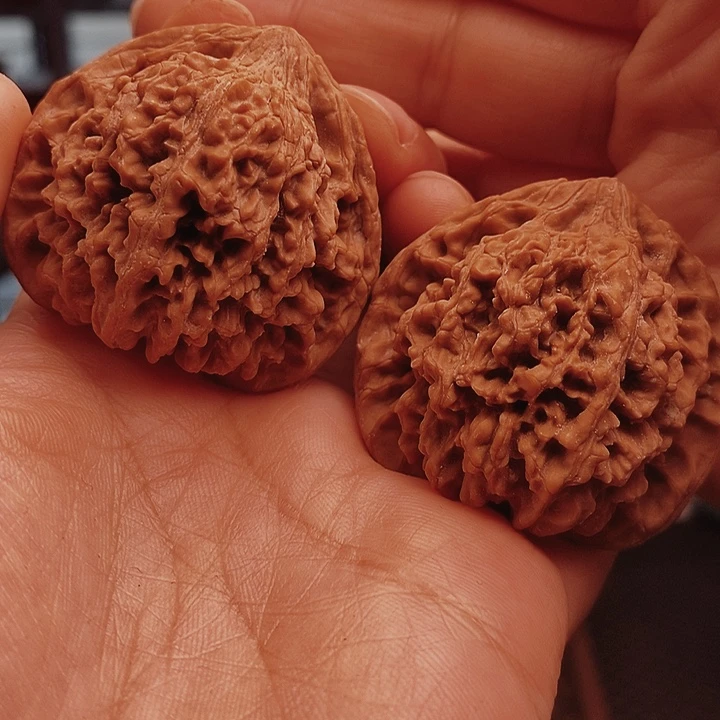 核桃百花山44尺核桃
