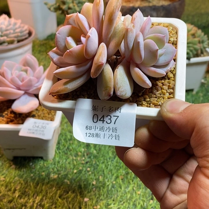 0437啊啊啊啊啊啊啊啊啊