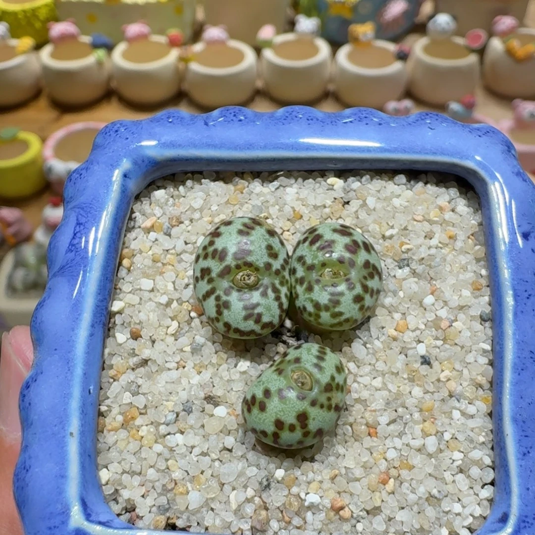 蘑菇1263泡泡安贞多肉植物