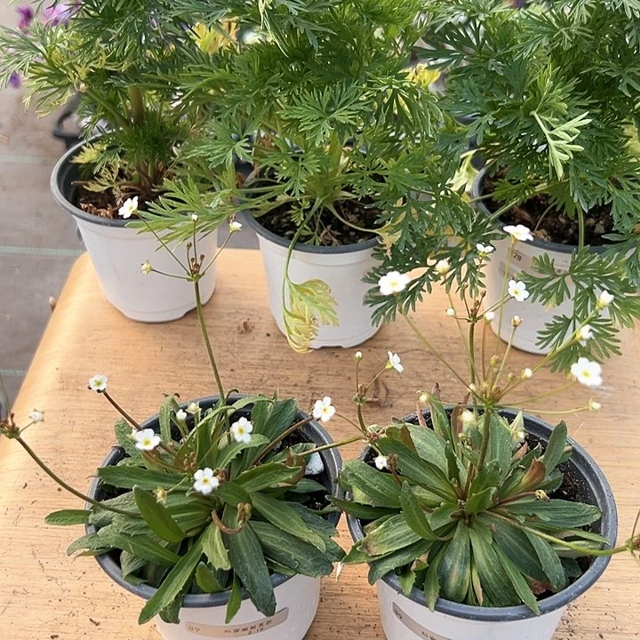 红陶丹**?抖音直播闪拍89