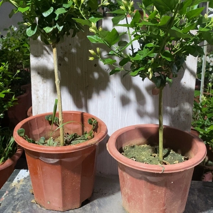 完全开放834高茉莉，行