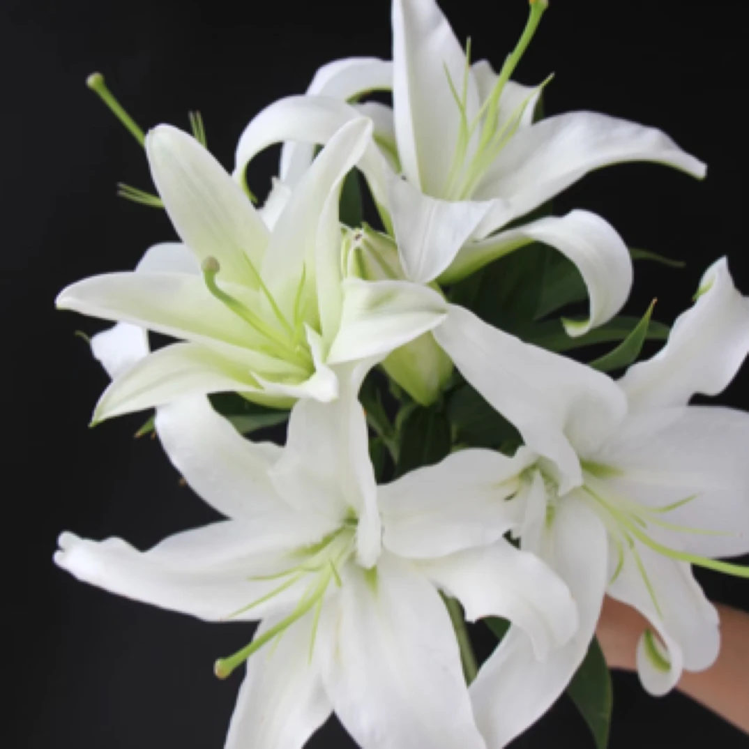 【灵宝小时达·白百合】3支双头白百合·全场任意两单起送·同城送货上门