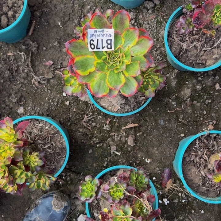 魅影花25-47包邮花花