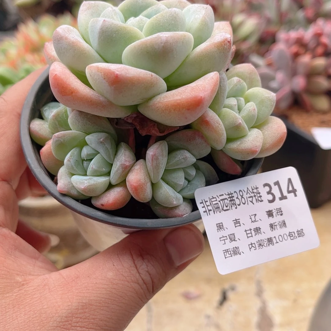 314冰玉德华多肉