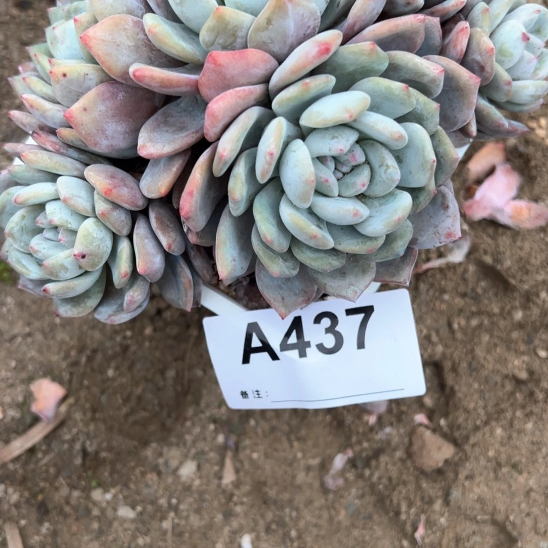 ?**了437 多肉多肉多肉多肉多肉