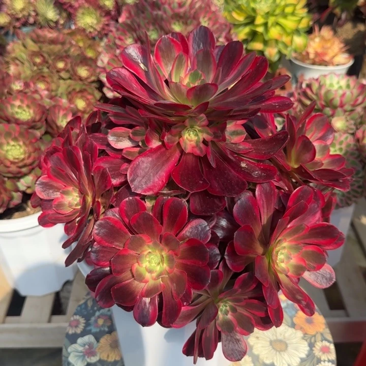 花好虐又圆0330～38