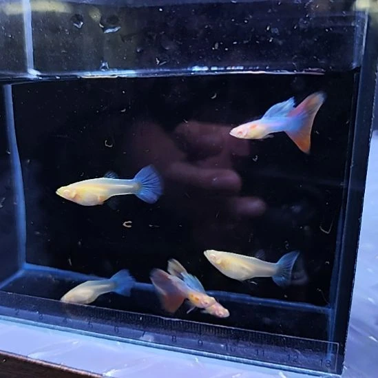 孔雀鱼天使彩虹三对