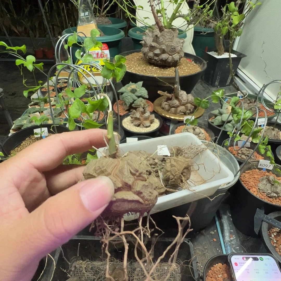 超***涛多肉植物专拍 一物一拍 南非龟甲龙550