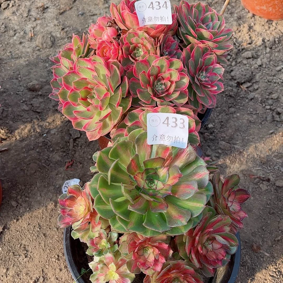 无花朵多肉植物组合434433