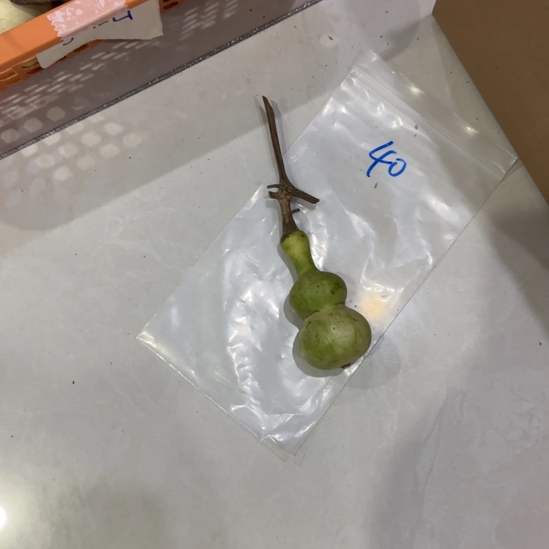 公***奇青皮不包成青皮不包成