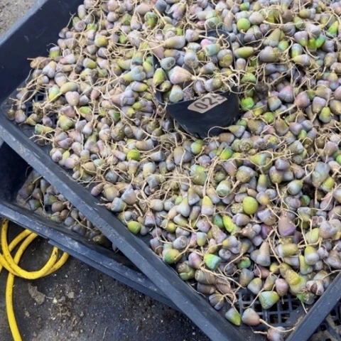 025生石花一物一图如图