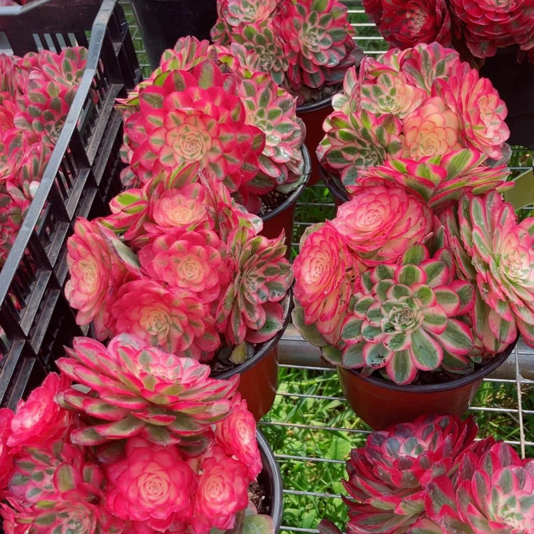 大号荔枝量拍多肉法师