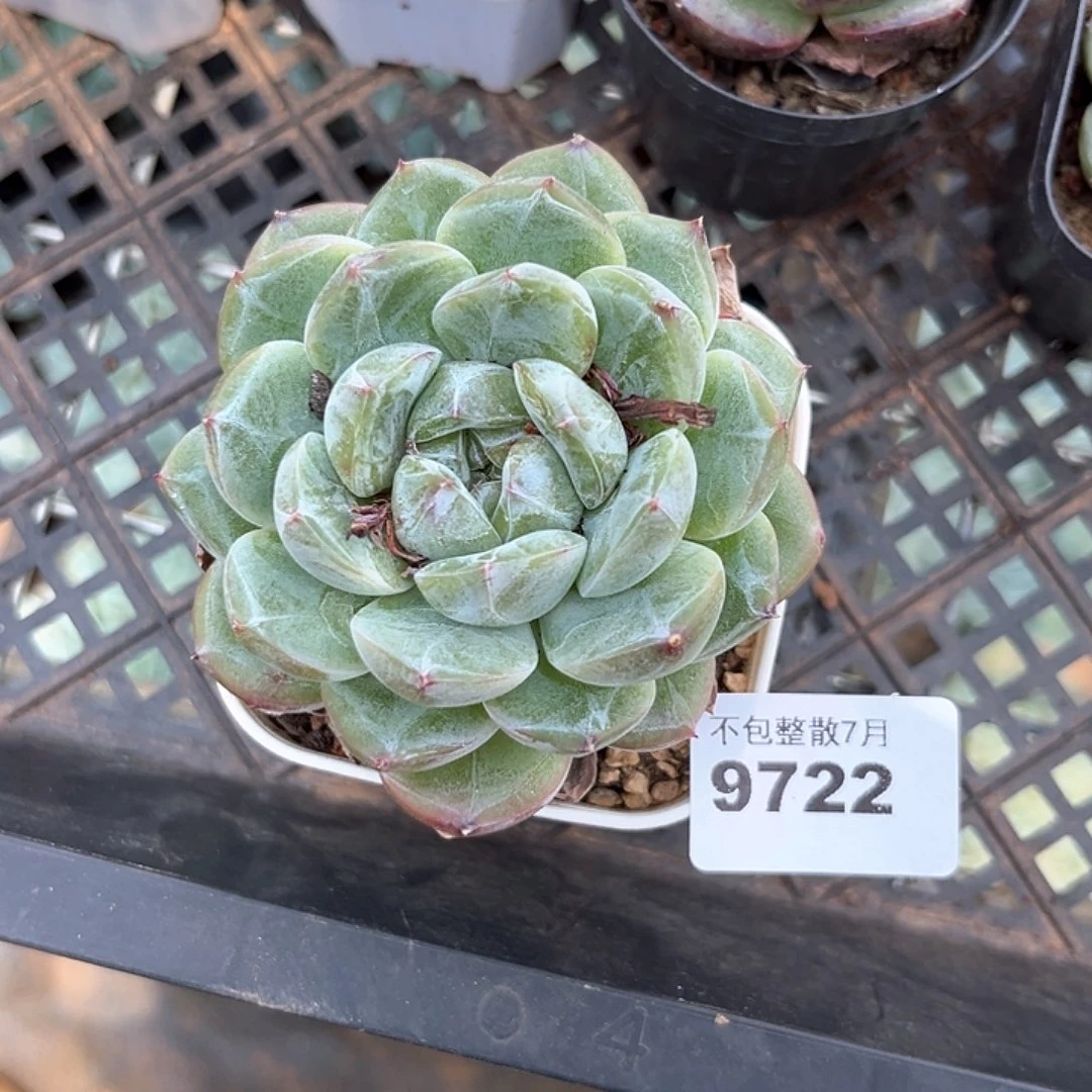 丨***月阿雅园艺。       9722