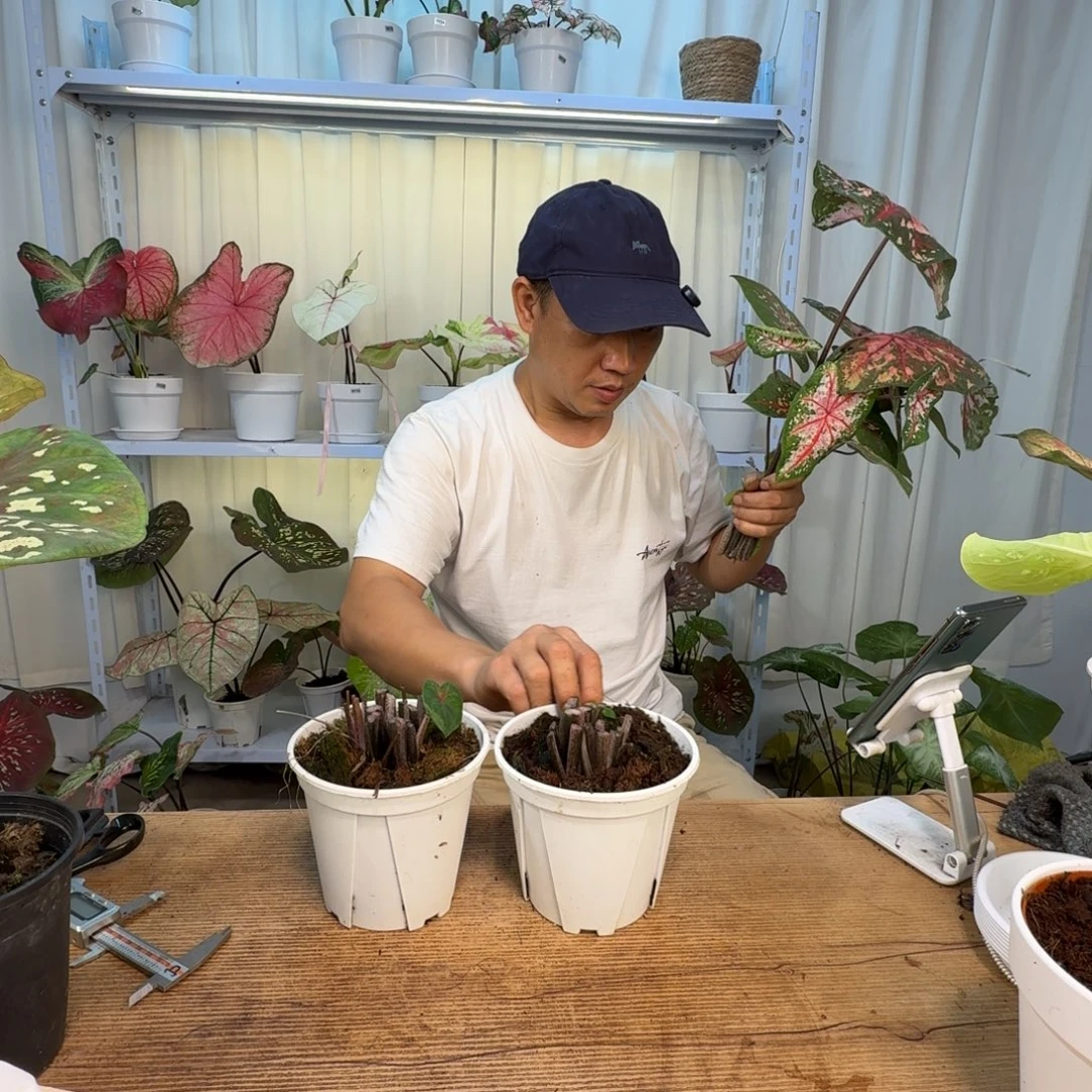 无花朵卡洛琳球