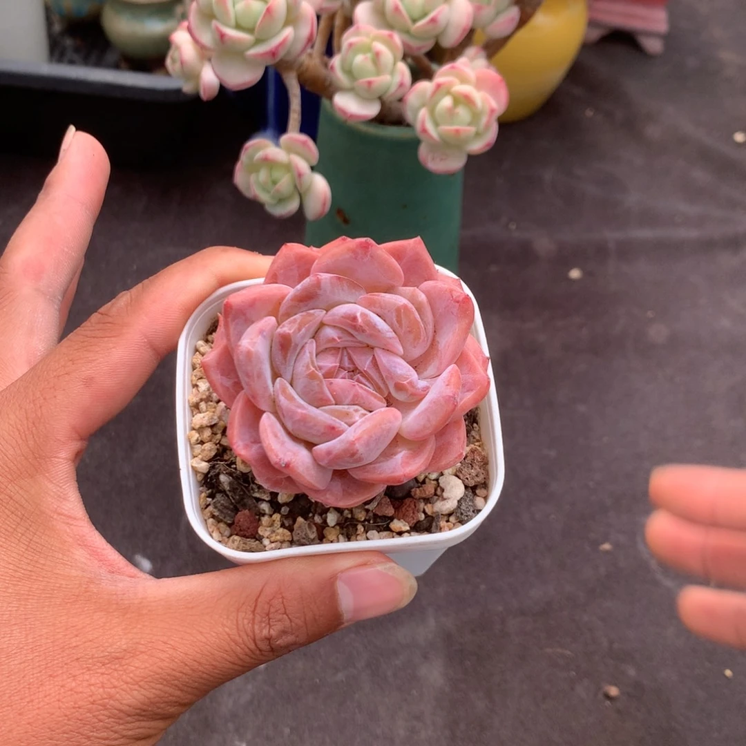 那好你去哪找呀哇不