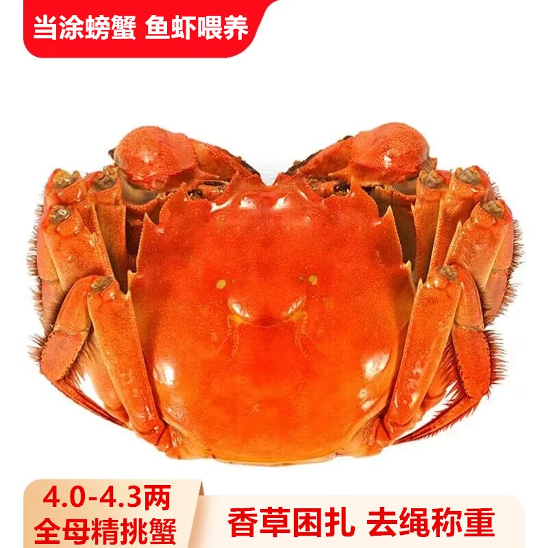 【4.0-4.3两全母蟹】6-10只精品蟹鲜活大闸蟹精挑蟹当涂螃蟹金标蟹