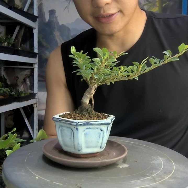 人****越中青园艺一物一拍59