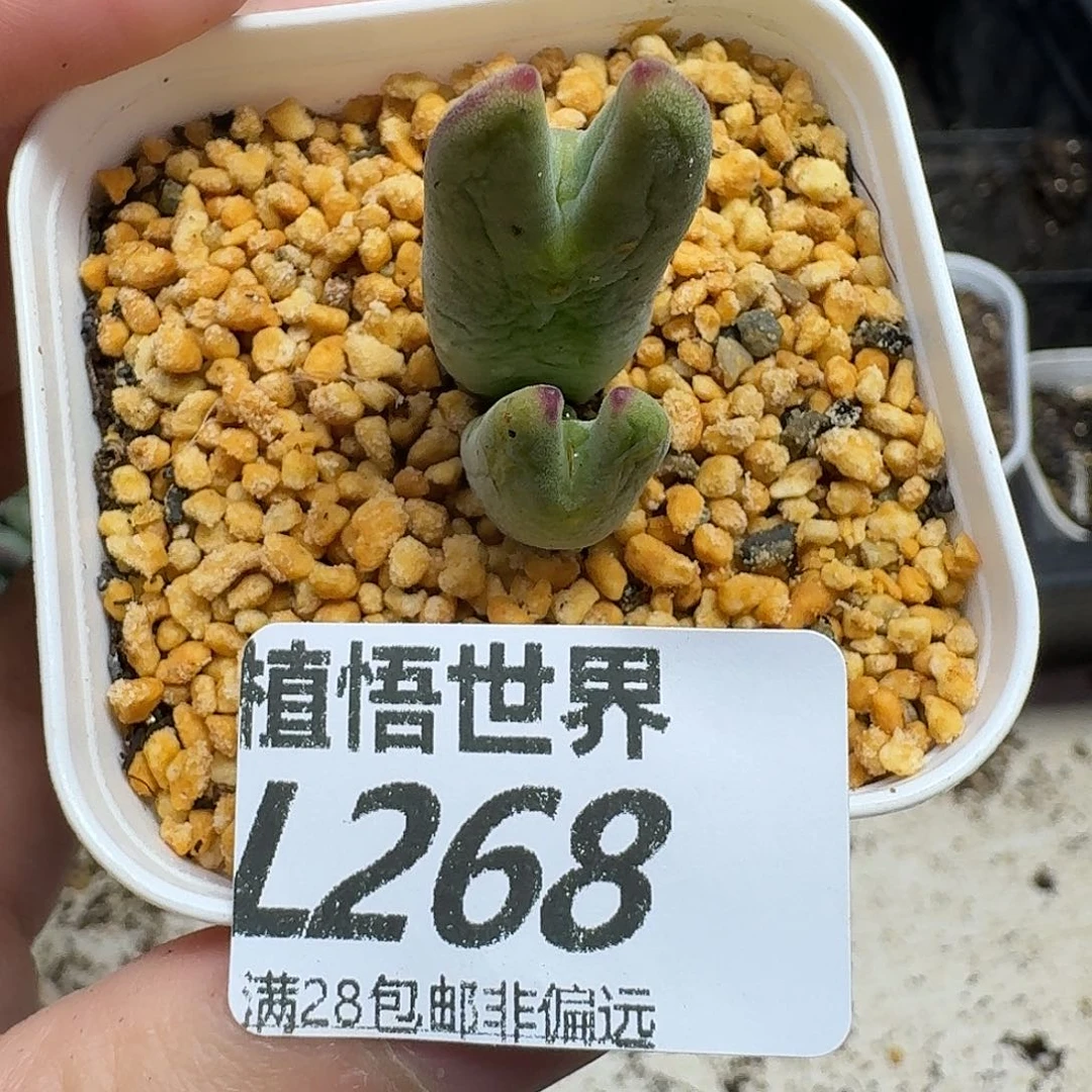 多肉植物的润泽dgv