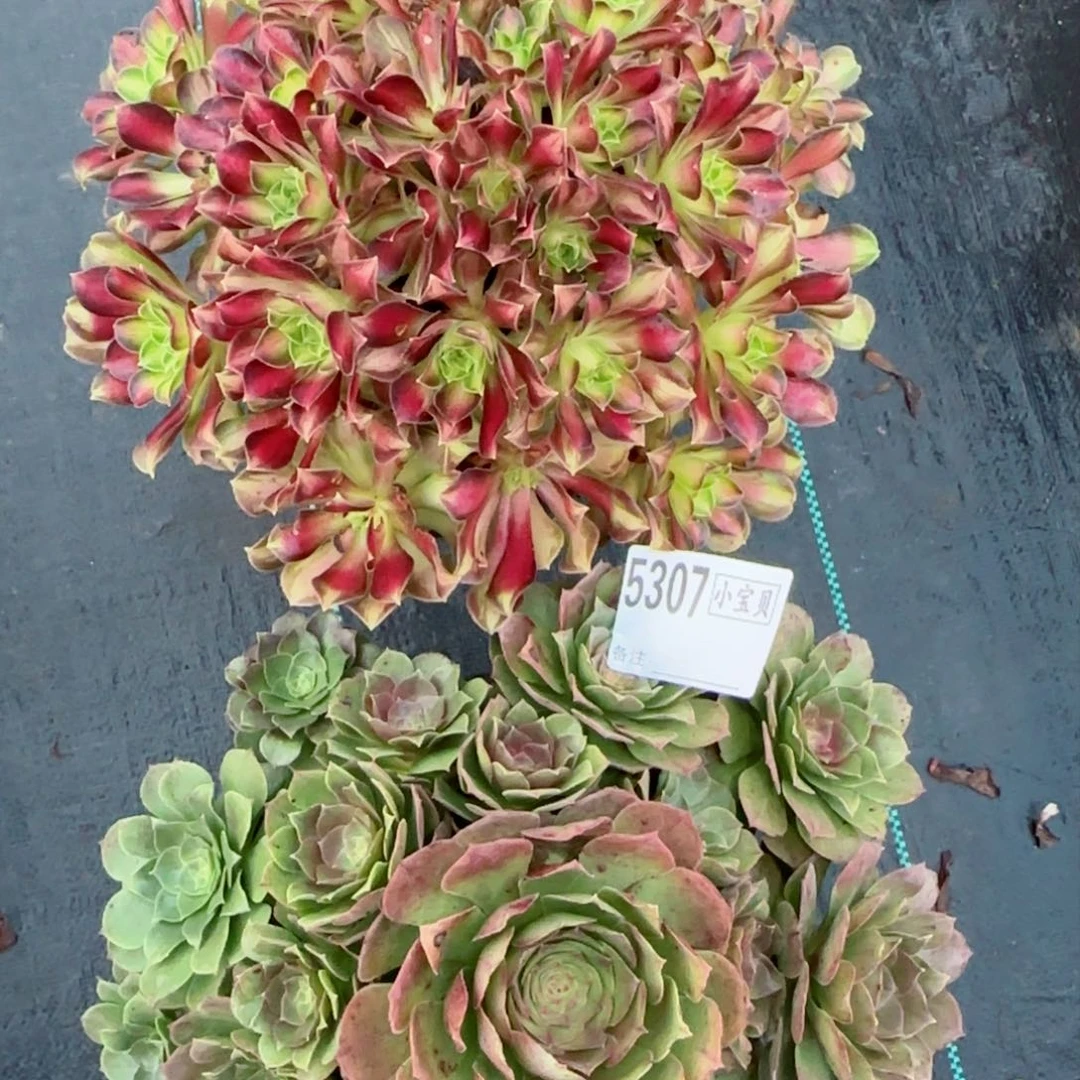 5307多肉组合多肉