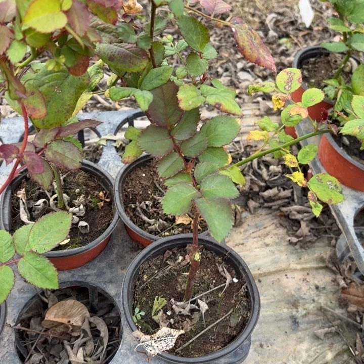 无花朵贝拉多娜小苗