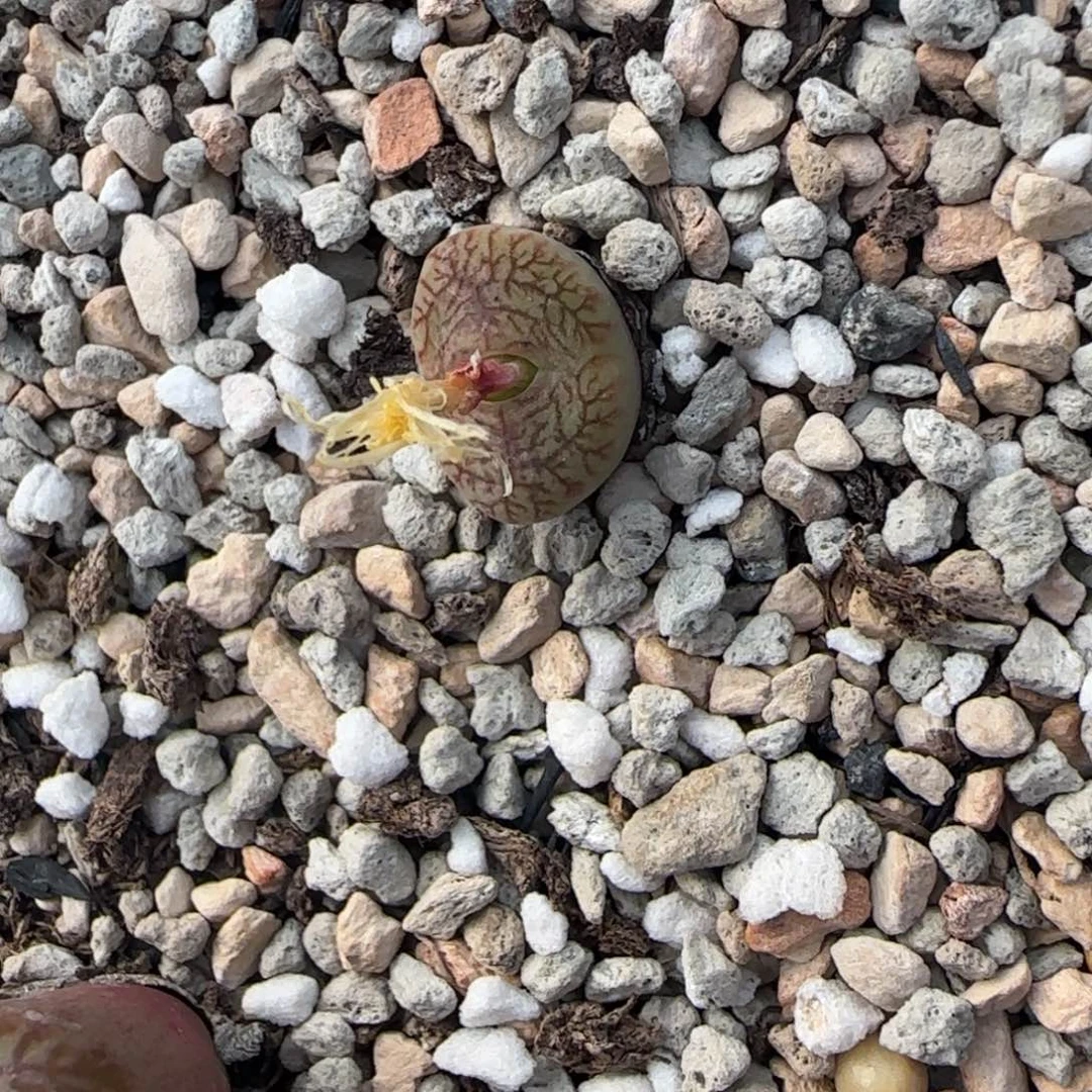 25肉锥福利一颗30包邮