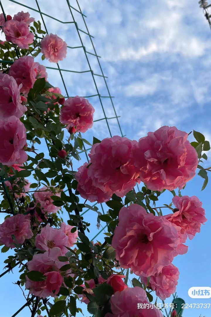 耐寒爬藤月季粉蝶室外地栽盆栽拍一发3棵