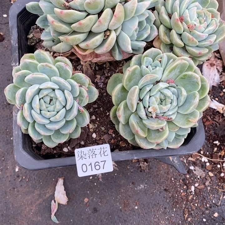 ****气精品多肉植物0167