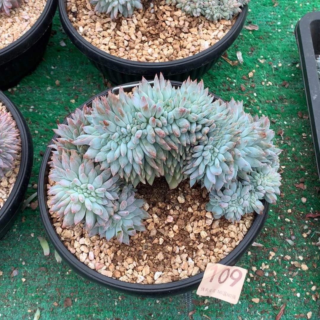 109橙子缀化多肉植物