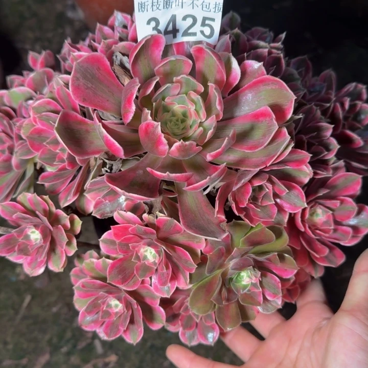 3425女妖多肉植物