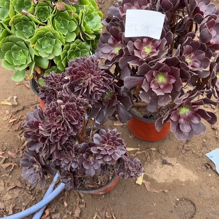 果***空19号3颗，多肉植物，不包断头