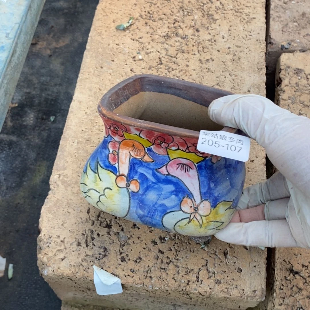 亚*107号多肉盆一个