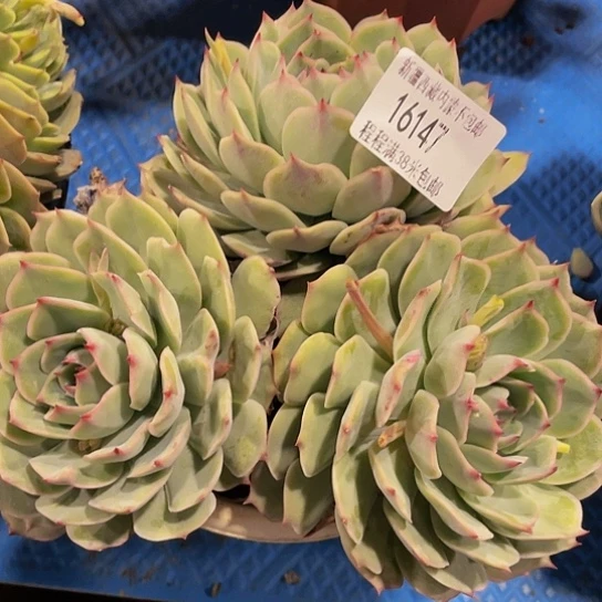 小*粉色提示16147多肉