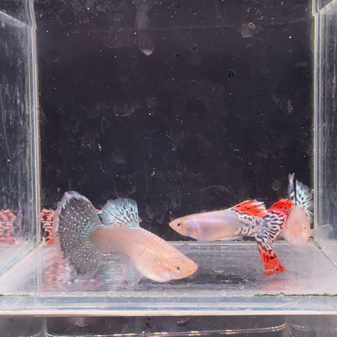 孔雀鱼越系黄豹2对